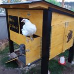 Hühnerhaus bauen Anleitung